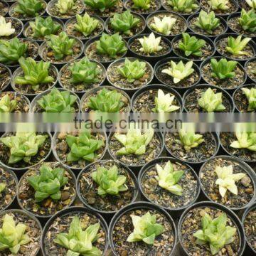 haworthia retusa variegated