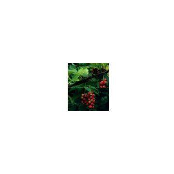 Schizandra extract