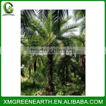 Phoenix dactylifera palms trunk 3m (1)