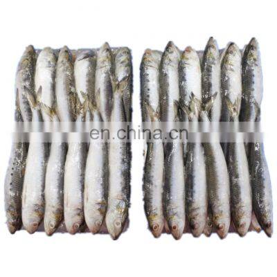 Good price BQF frozen pilchard sardine bait sardine fish