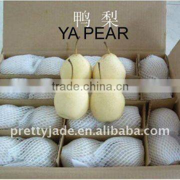 china fresh ya pear exporter