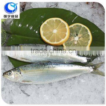 frozen food sardines in fish whole round