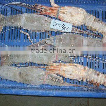 FROZEN RAW LOBSTER WHOLE