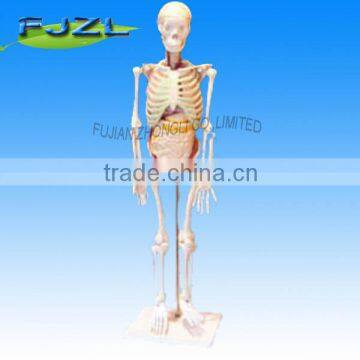 Skeleton model Human Skeleton with Internal Organs