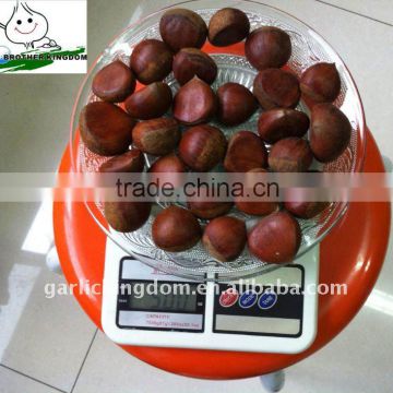 40-60/kg Fresh Chestnut