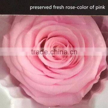 export long-lasting dried flowers highest quality preserved flowers rose