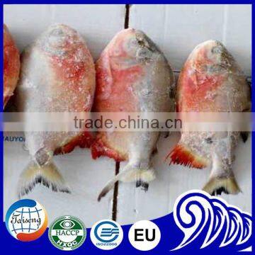 Frozen farming fish fresh red bellied pacu for sale