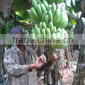 Green Fresh Cavendish Banana From India photo-3