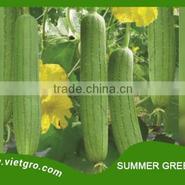 High Yield F1 Hybrid Luffa Seed - SUMMER GREEN 01