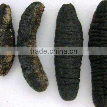 Sea Cucumber Sea Cucumbers for SALE Turkish Sea Cucumber