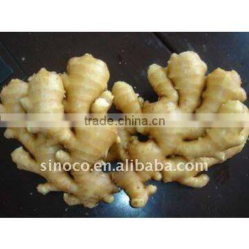 Ginger Manufacturer