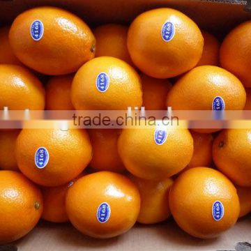 2015 new crop best price big size fresh navel orange