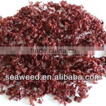 Red Seaweed(Manufacturer)