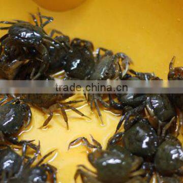 Vietnam Live Rice field Crab