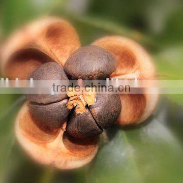 Organic Nature Oriental Camellia Seeds