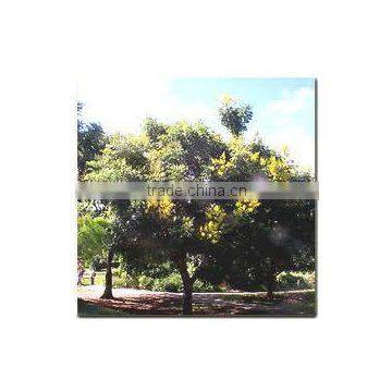 100% Natural Ylang Ylang Oil