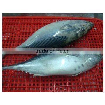 Good Quality Bonito Tuna Frozen Eastern Little Tuna 750G+ for Sale photo-3