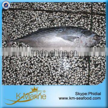 Woven Bag Package Sea Frozen Bonito Fish For Sale