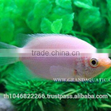 Kissing Gourami Fish Farm For Sale / Thailand Tropical Fish Exporter photo-4