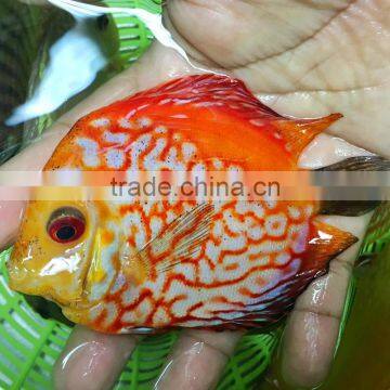 Discus Fish Farm and Export Company photo-4