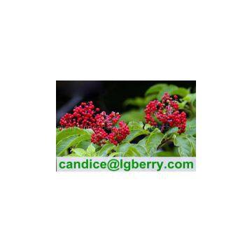 Anthocyanin 5-70% Natural Wild Elderberry Extract