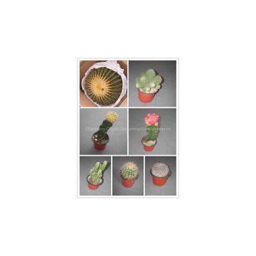 Mini Cactus Plants Echinocactus Grusonii Cereus Cacti Opuntia Dillenii Cactaceae Mammillaria Spinosissima Hahniana Notocactus photo-3