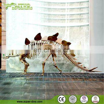 Museum Quality High Simulation Animal Skeleton Dinosaur Fossil