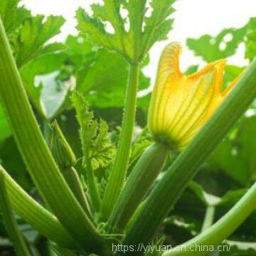 Strong Growth Jade Green High Yield Zucchini Seed No.78 photo-3
