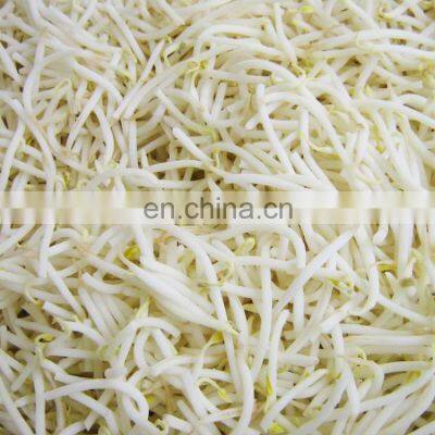 Exporting Cheap Bulk Iqf Frozen Mung Bean Sprout to korea