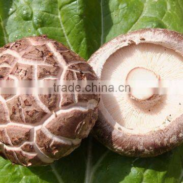 Best fresh organic shiitake mushroom export to south korea