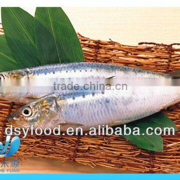 frozen fresh sardine fish for canned fish