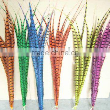 Dyed Ladies' Amherst Pheasant feathers