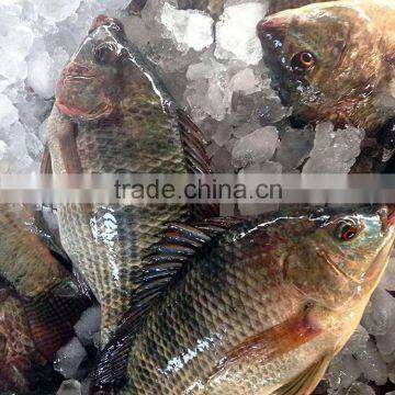 Supplier of Tilapia Bream 200-300g Frozen Fish Nile Whole Sale Price