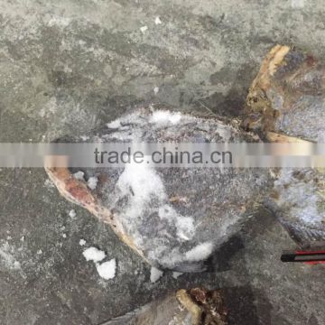 frozen HGT pomfret, pacific promfret fish, frozen China Brama Brama