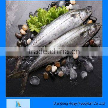 scientific name of mackerel fish
