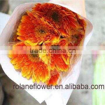 Low Price And Best Quality Classic And Pretty Export Fresh Cut Flower Gerbera Orange For Decoration From Farm Directly