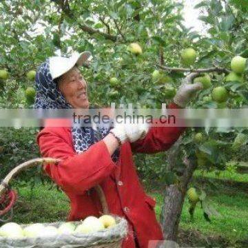 NEW fresh green apple fruit