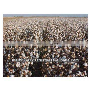 RAW COTTON SHANKAR 6