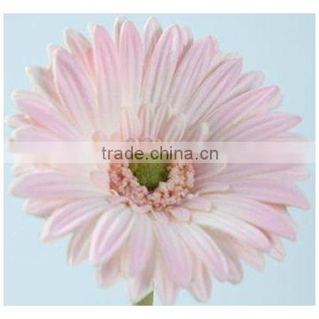 PU Artificial Flower-Gerbera jamesonii