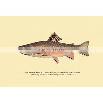 The Brook Trout (Showing Brilliant or Breeding Season Coloration) 12x18 Giclee on canvas