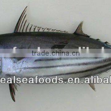 Frozen_Skipjack_Tuna