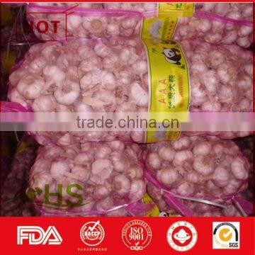 Organic One Bulb Fresh One Clove Garlic photo-5