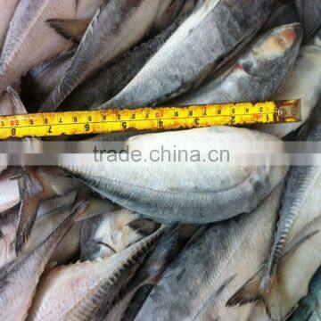 2015 September caught hard tail horse mackerel for sale