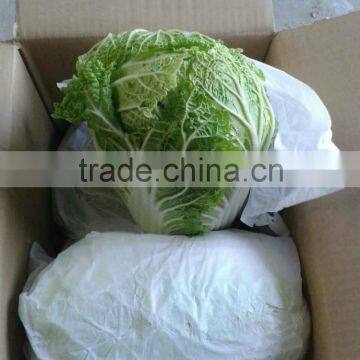 Wholesale Chinese long cabbage