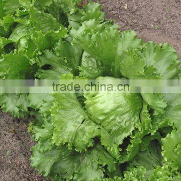 Lettuce Ice Berg seeds