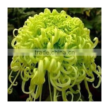 All Kinds Of Chrysanthemum Seeds Flos Mum Seeds For Planting Native to China