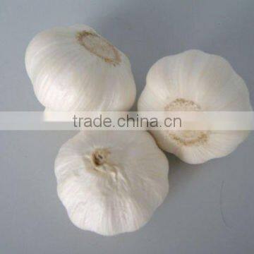 Fresh White Garlic