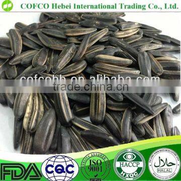 raw black long shape sunflower seeds