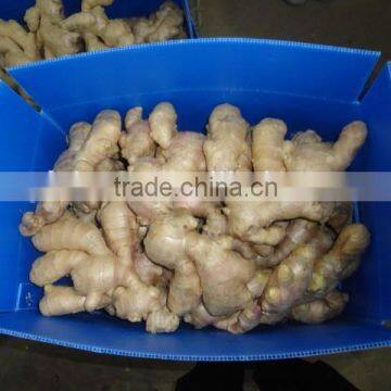 Fresh Ginger photo-3