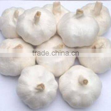 Liliaceous Vegetabless of Fresh Garlic 2016'